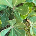 Cussonia thyrsiflora leaf picture by Maarten Vanhove (cc-by-sa)