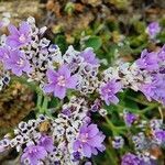 Limonium binervosum flower picture by Pitty Du (cc-by-sa)