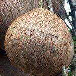 Couroupita guianensis fruit picture by Daniel Barthelemy (cc-by-nc)