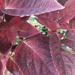 Plectranthus scutellarioides leaf picture by Soetedjo Rahardjo (cc-by-sa)