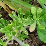 Sedum dendroideum leaf picture by Cecile Pantoni (cc-by-sa)