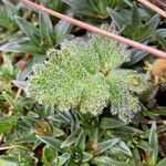 Ranunculus praemorsus leaf picture by Fabien Anthelme (cc-by-sa)