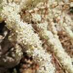 Asparagus albus flower picture by Sara Musmeci (cc-by-sa)