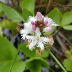 Menyanthes trifoliata flower picture by cindy hempte (cc-by-sa)
