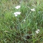 Oenanthe pimpinelloides habit picture by ludovic vergnolle (cc-by-sa)