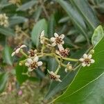 Ocotea acutifolia flower picture by Makoto Makoto (cc-by-sa)