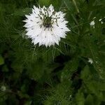 Nigella sativa leaf picture by Georges Steenweg (cc-by-sa)