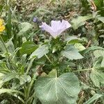 Malva trimestris habit picture by laurent boniface (cc-by-sa)