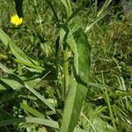 Crepis setosa leaf picture by Maximus Megret (cc-by-sa)