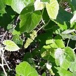 Vitis californica leaf picture by william Anders (cc-by-sa)
