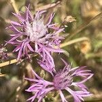 Centaurea dalmatica flower picture by Krampl Tomáš (cc-by-sa)