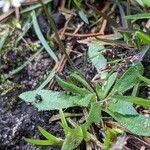 Draba verna leaf picture by Sabina Hartmann (cc-by-sa)