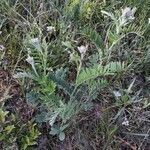 Tephrosia virginiana habit picture by Eli Small (cc-by-sa)