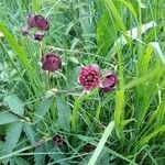 Comarum palustre flower picture by Laurent TOQUEBIOL (cc-by-sa)