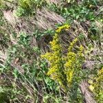 Solidago nemoralis leaf picture by Sylvia Van Hoy (cc-by-sa)
