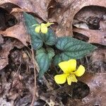 Viola hastata flower picture by malot w (cc-by-sa)