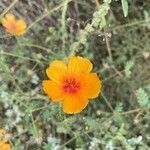 Kallstroemia grandiflora flower picture by Rachea E (cc-by-sa)