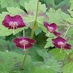 Geranium phaeum fruit picture by hydro-kosmos (cc-by-sa)