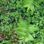 Polygonatum biflorum leaf picture by Jo-Ellen Bass (cc-by-sa)