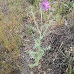 Galactites tomentosus habit picture by Juan Carlos Viera (cc-by-sa)