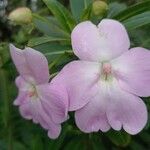 Impatiens sodenii flower picture by mar Gav (cc-by-sa)