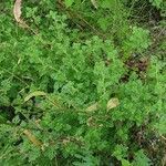 Teucrium botrys habit picture by Matt P. Walser (cc-by-sa)