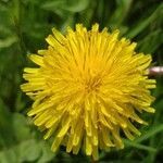 Taraxacum officinale leaf picture by Ida-Caroline Hurtig (cc-by-sa)