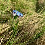 Myosotis alpestris habit picture by Fabien Anthelme (cc-by-sa)