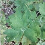 Chelidonium majus leaf picture by The Raven Girl (cc-by-sa)