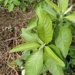 Blumea balsamifera leaf picture by Noel Dionson (cc-by-sa)