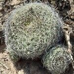 Gymnocalycium saglionis habit picture by Trap Hers (cc-by-sa)