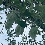 Populus alba leaf picture by philippe SOUQUIERES (cc-by-sa)