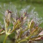 Valeriana apula fruit picture by Llandrich anna (cc-by-sa)