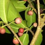 Ficus americana fruit picture by SINAC Pérez Greivin (cc-by-sa)