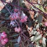 Eucalyptus sideroxylon flower picture by Nick Hodgers (cc-by-sa)