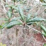 Quercus geminata leaf picture by Alycatt279 (cc-by-sa)