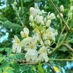 Moringa oleifera flower picture by Trap Hers (cc-by-sa)