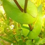 Lepidium perfoliatum leaf picture by Ирина Демон (cc-by-sa)