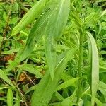 Helenium autumnale leaf picture by Diane Hill (cc-by-sa)
