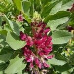 Vicia faba flower picture by ontalba ricardo (cc-by-sa)