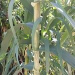Arundo donax leaf picture by Vincent Aze (cc-by-sa)