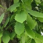 Quercus mongolica leaf picture by Dieter Albrecht (cc-by-sa)
