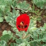 Glaucium corniculatum flower picture by Kim P. (cc-by-sa)