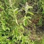 Cyathula orthacantha habit picture by susan brown (cc-by-sa)