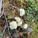Gomphrena serrata flower picture by bochi cesar (cc-by-sa)