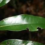 Lecythis persistens leaf picture by Jean-François Molino (cc-by-sa)