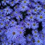 Aster amellus flower picture by Oliver Aumueller (cc-by-sa)