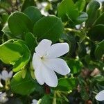 Carissa macrocarpa flower picture by Brenda Paris (cc-by-sa)