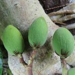 Vantanea occidentalis fruit picture by SINAC Pérez Greivin (cc-by-sa)