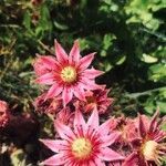 Sempervivum vicentei flower picture by Diego Alex (cc-by-sa)